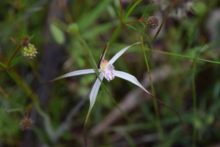 Caladenia - Orchid-spider-0004.JPG